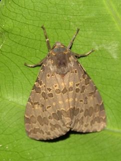 Moth Moth, seen in urban gardens.                                Malaysia,Moth,Penang,Tanjung Bungah