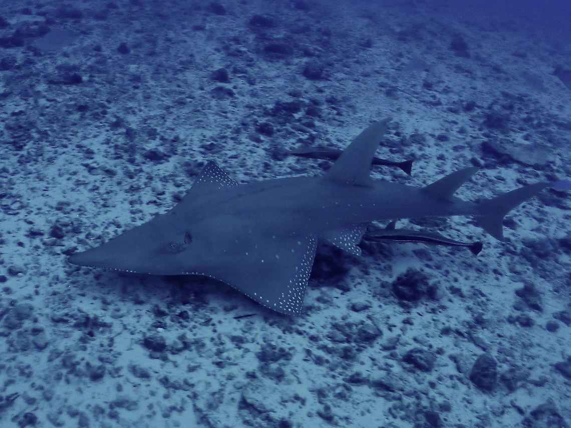 White Spotted-Guitarfish The White-Spotted Guitarfish is also known as Guitar Shark or White-Spotted Wedgefish. They have a odd shaped pointed head, short and wide pectoral fins. This one was around 2 meters long.<br />
<br />
This Guitar Shark was one of my wish-list, have seen them in Aquarium and dead in the fish market recently back in my home town Penang, but it was more meaningful to see and swim with them in the ocean.<br />
 Fish,Guitarfish,Guitarshark,Maldives,Male,Rhynchobatus australiae,Rhyncobatus australiae