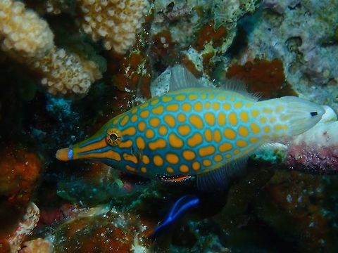 Longnose Filefish - Oxymonacanthus longirostris Longnose Filefish - Oxymonacanthus longirostris is blue-green with rows of orange spots; black spot on tail; elongated snout with small upturned mouth.  Usually seen in pairs, among Acorpora coral branches on which it feeds. Filefish,Fish,Maldives,Orange spotted filefish,Oxymonacanthus longirostris