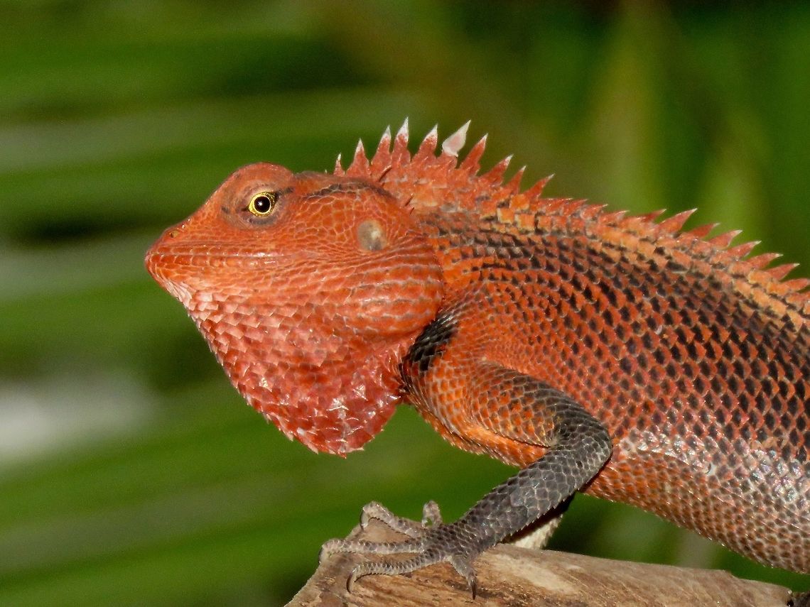 Red Dragon Male Oriental Garden Lizard - Calotes versicolor, also known as Changeable Lizard seen during the courting/mating season in his striking red colouration.  Calotes versicolor,Fuvahmulah,Lizard,Maldives,Oriental Garden Lizard