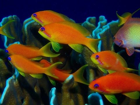 Scalefin Anthias - Pseudanthias squamipinnis The picture shows a group of females Scalefin Anthias - Pseudanthias squamipinnis; they are mostly orange with violet-edged orange stripe runs from eye to pectoral fin base. Anthias,Fish,Maldives,Pseudanthias squamipinnis,Sea goldie