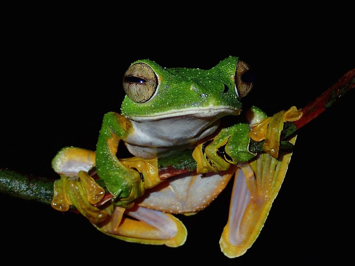Wallace's Flying Frog - Rhacophorus nigropalmatus A large sized tree frog with striking bright colours of green, yellow and white. Its name is misleading as they don&#039;t fly but glide. Being a tree frog, they do climb high up among trees. And to get down quickly or to get away from their predators, they glide by spreading the webbings on their legs. Frog,Malaysia,Rhacophorus nigropalmatus,Sarawak,Wallace's Flying Frog