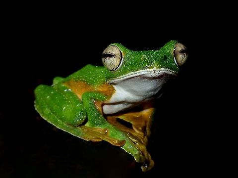 Floating in the dark Wallace's Flying Frog - Rhacophorus nigropalmatus, appears to be floating in darkness. Frog,Malaysia,Rhacophorus nigropalmatus,Sarawak,Wallace's Flying Frog