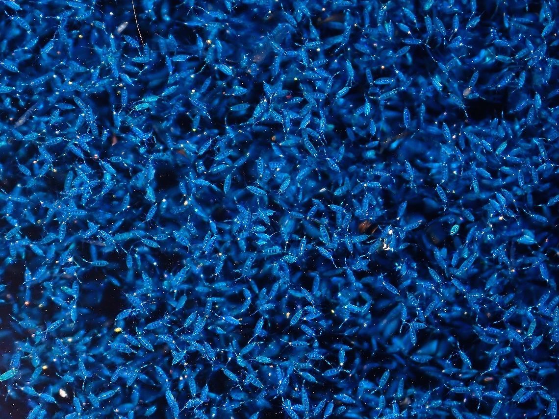 Blue-pigmented Copepods - Pontella sp Tiny Copepods varying in size of 1-3 mm seen coming to the surface attracted by light from the Boat. The appearance of this copepods (zoo planktons) in turn attracts whale sharks to come and feed among them.<br />
<br />
An article I came across while researching the possible ID, shows similar sighting at equatorial Indian Ocean (Maldives) indicating the Blue-pigmented Copepods of the species Pontella valida :<br />
<br />
<a href="https://academic.oup.com/jcb/article-abstract/37/4/512/3865469?redirectedFrom=fulltext" rel="nofollow">https://academic.oup.com/jcb/article-abstract/37/4/512/3865469?redirectedFrom=fulltext</a> Blue-Pigmented Copepod,Copepod,Maldives,Pontella,Pontella sp