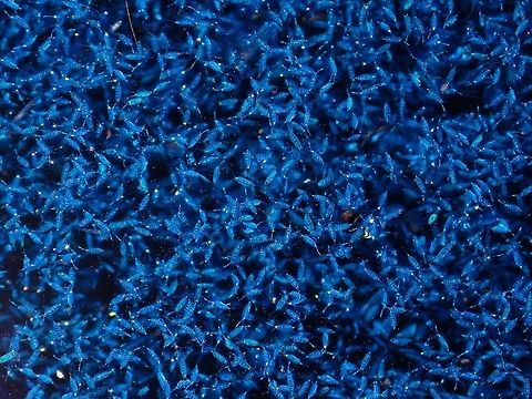 Blue-pigmented Copepods - Pontella sp Tiny Copepods varying in size of 1-3 mm seen coming to the surface attracted by light from the Boat. The appearance of this copepods (zoo planktons) in turn attracts whale sharks to come and feed among them.

An article I came across while researching the possible ID, shows similar sighting at equatorial Indian Ocean (Maldives) indicating the Blue-pigmented Copepods of the species Pontella valida :

https://academic.oup.com/jcb/article-abstract/37/4/512/3865469?redirectedFrom=fulltext Blue-Pigmented Copepod,Copepod,Maldives,Pontella,Pontella sp