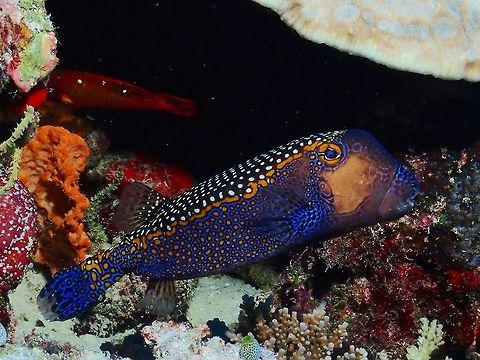 Spotted Boxfish - Ostracion meleagris Spotted Boxfish - Ostracion meleagris are black to dark brown with white spots; blue head and sides with bright orange body spots, pale pinkish area below eye. Boxfish,Fish,Maldives,Ostracion meleagris,White-spotted boxfish