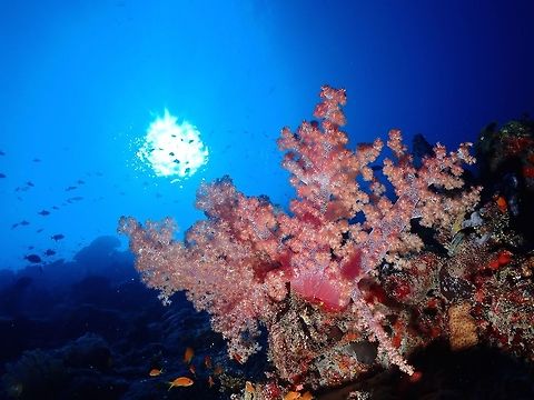Soft Corals Soft Corals, mostly pinkish/reddish in colour with white base trunks. Corals,Maldives,Soft Corals