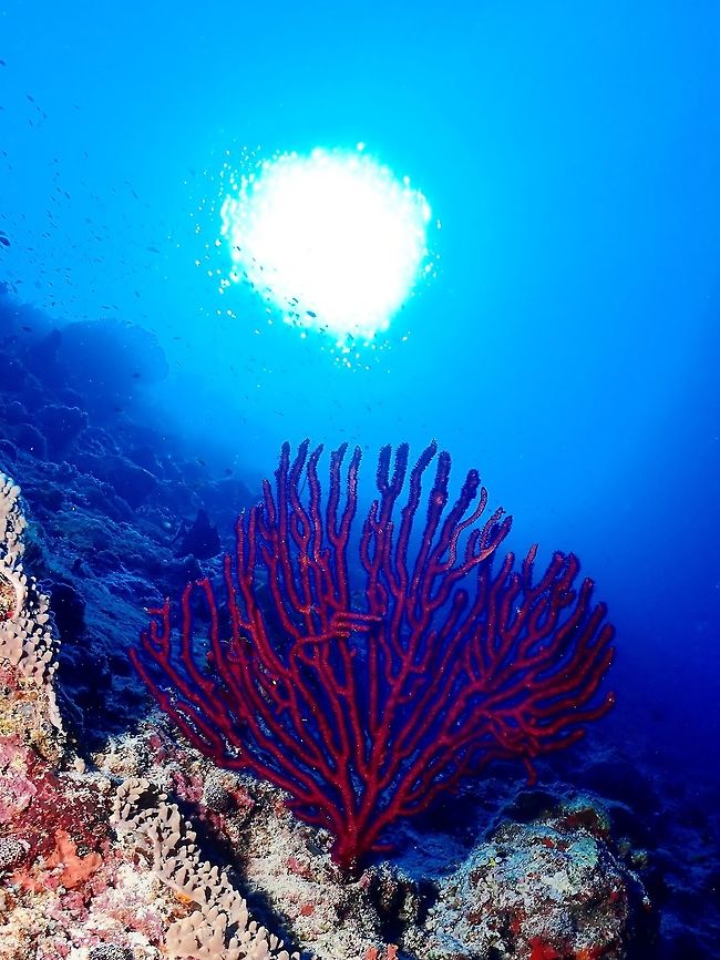 Seafan Seafan, mostly red/dark brown in colour. Corals,Maldives,Seafan