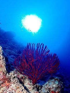 Seafan Seafan, mostly red/dark brown in colour. Corals,Maldives,Seafan