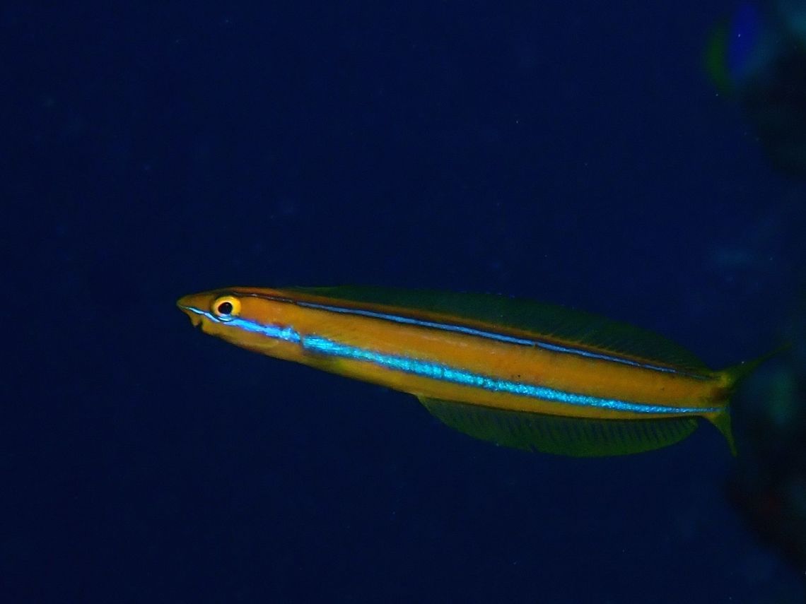 Bluestriped Fangblenny - Plagiotremus rhinorhynchos This is the orange variation of Bluestriped Fangblenny - Plagiotremus rhinorhynchos. Its orange with pair of neon-blue to white stripes from snout to tail. The other variation is the dark variation, variable from black to dark orange. The juveniles mimics Cleaner Wrasse. Feed on skin and scales of other fishes, which they aggressively attacks. Occasionally bite divers.<br />
Blenny,Bluestriped fangblenny,Fish,Maldives,Plagiotremus rhinorhynchos