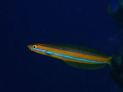 Bluestriped fangblenny