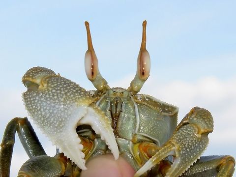 Horned-Eyed Horned-Eyed Ghost Crab - Ocypode ceratophthalma have stalked eyes t hat makes them looks like they are horns, hence the name.  They have odd-sized claws, with one bigger than the other.  Crab,Horned ghost crab,Maldives,Ocypode ceratophthalma