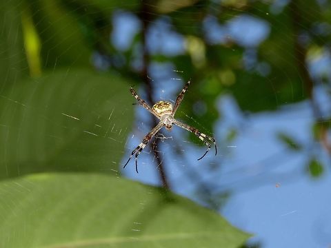 St. Andrews Cross Spider - Argiope anasuja Spider, around 1 cm body size, with big webbings.

Seen among bushes in a privately owned Island, Kureli in Maldives.

 Argiope,Argiope anasuja,Argiope sp,Maldives,Signature Spider,Spider,St. Andrews Cross Spider