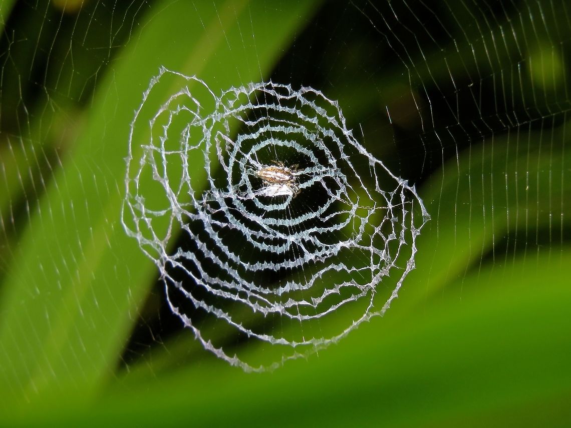 Spider Small sized Spider, less than 1 cm, using 2 different kind of webbings - thicker webbings just around it and finer webbings further out from it.<br />
<br />
Seen among bushes in a privately owned Island, Kureli in Maldives.<br />
 Argiope,Argiope sp,Maldives,Spider