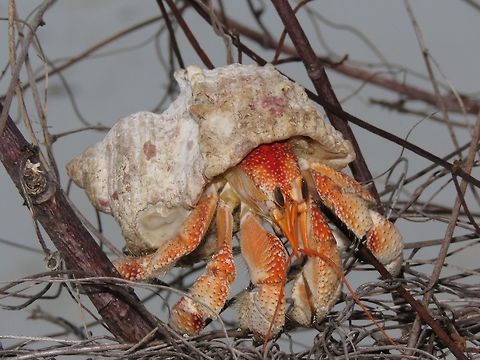 Strawberry Orange Hermit Crab - Coenobita perlatus Land Hermit Crab, orange in colour.

Seen on the beach of a privately owned island, Kureli.

Update : ID as Strawberry Land Hermit Crab - Coenobita perlatus Coenobita perlatus,Crab,Hermit Crab,Land Hermit Crab,Maldives,Strawberry Land Hermit Crab