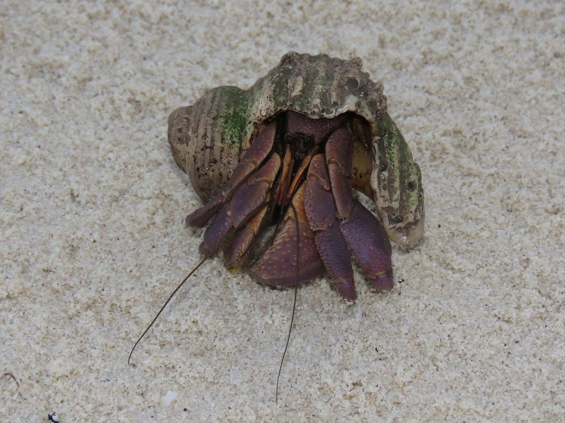 Purple Hermit Land Hermit Crab, mostly purplish in colour.<br />
<br />
Seen among sandy beach on a privately owned island, Kureli.<br />
<br />
Update : Colours could be just a variation, likely to be Strawberry Hermit Crab - Coenobita perlatus, which is orangish to pinkish colour. Coenobita perlatus,Crab,Hermit Crab,Maldives,Strawberry Hermit Crab