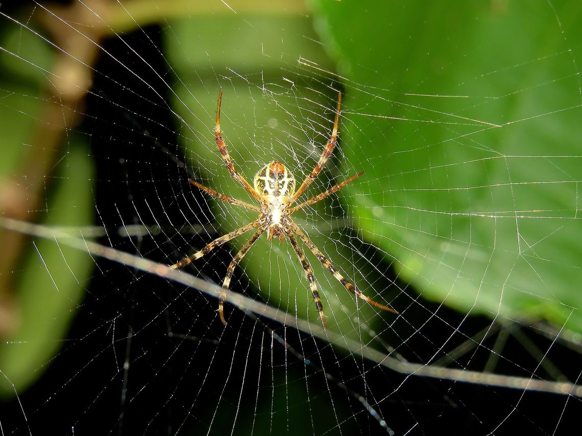 Argiope anasuja Spider, seen among bushes on a privately owned island, Kureli. Argiope anasuja,Maldives,Signature Spider,Spider