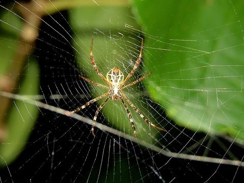 Argiope anasuja Spider, seen among bushes on a privately owned island, Kureli. Argiope anasuja,Maldives,Signature Spider,Spider