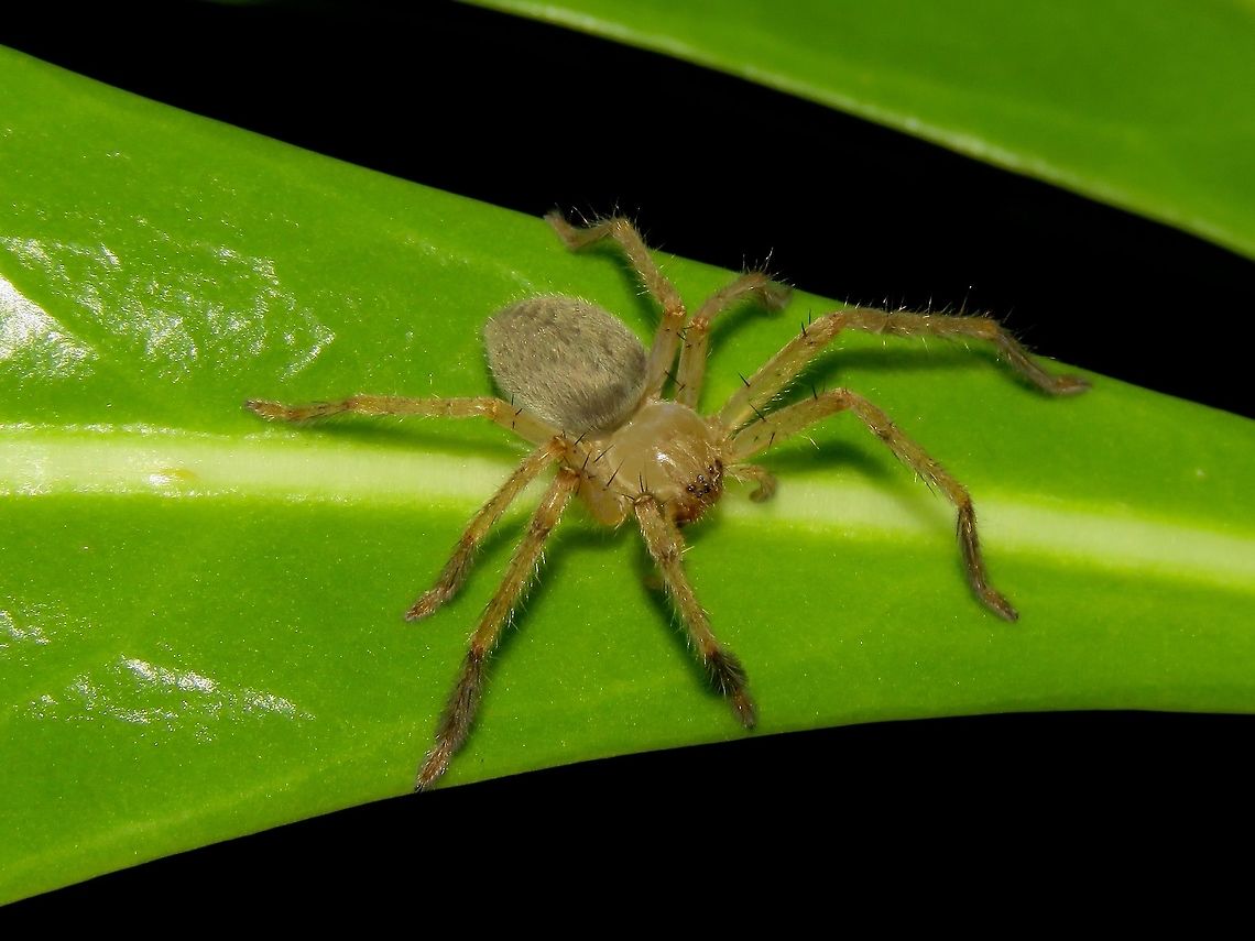 Spider Medium sized Spider, around 1.5 cm in size.<br />
<br />
Seen on a privately owned island, Kureli. Maldives,Spider