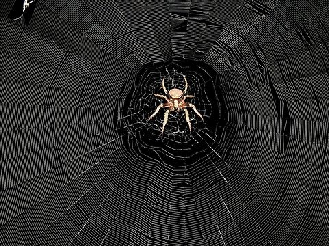 Impressive Webbings Small sized Spider, around 1 cm with huge webbings.

Seen on a privately owned island, Kureli. Maldives,Spider