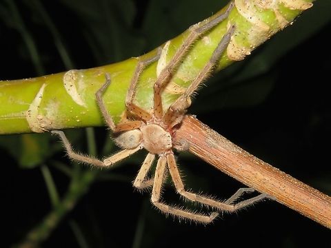 Spider Large sized Spider, around 2.5 cm in body size.

Seen among bushes on a privately owned island, Kureli. Maldives,Spider