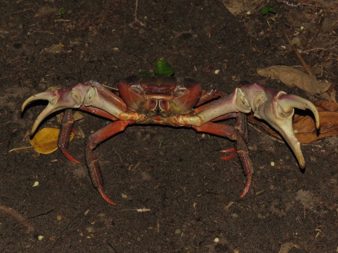 Back-Off! Huge and robust size Land Crab, seen among mangrove Swamps.<br />
During day time, they are hiding in holes dugged into soils and they come out to hunt/feed at night. Cardisoma carnifex,Crab,Maldives