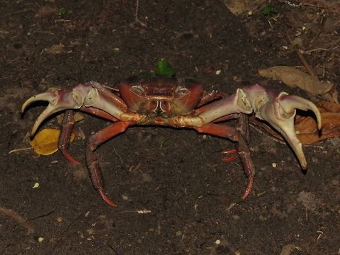 Back-Off! Huge and robust size Land Crab, seen among mangrove Swamps.
During day time, they are hiding in holes dugged into soils and they come out to hunt/feed at night. Cardisoma carnifex,Crab,Maldives
