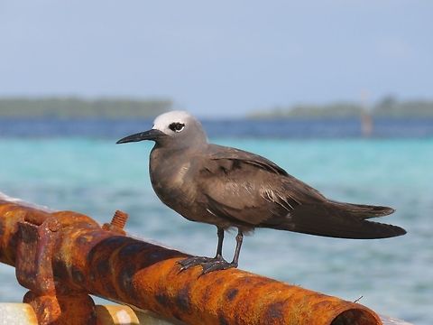 Brown Noddy - Anous stolidus  Anous stolidus,Bird,Brown noddy,Maldives