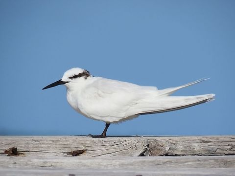 Black-Naped Tern - Sterna sumatrana  Bird,Black-naped tern,Maldives,Sterna sumatrana