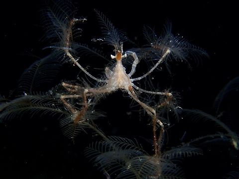 Hydroid Decorator Crab - Hyastenus Bispinosus This Hydroid Decorator Crab - Hyastenus Bispinosus is well camouflaged among the Hydroid host it lives on, especially with it cutting off parts of hydroids to decorate its body and legs. Cebu,Crab,Hyastenus bispinosus,Hydroid Decorator Crab,Malapascua,Philippines
