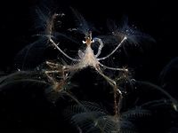 Hydroid Decorator Crab - Hyastenus Bispinosus This Hydroid Decorator Crab - Hyastenus Bispinosus is well camouflaged among the Hydroid host it lives on, especially with it cutting off parts of hydroids to decorate its body and legs. Cebu,Crab,Hyastenus bispinosus,Hydroid Decorator Crab,Malapascua,Philippines