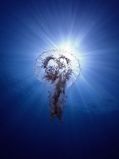 Deadly Beauty Got stung by this Mauve Stinger Jellyfish - Pelagia noctiluca.  They have long tentacles of over a meter in length! Cebu,Jellyfish,Malapascua,Mauve Stinger Jellyfish,Pelagia noctiluca,Philippines