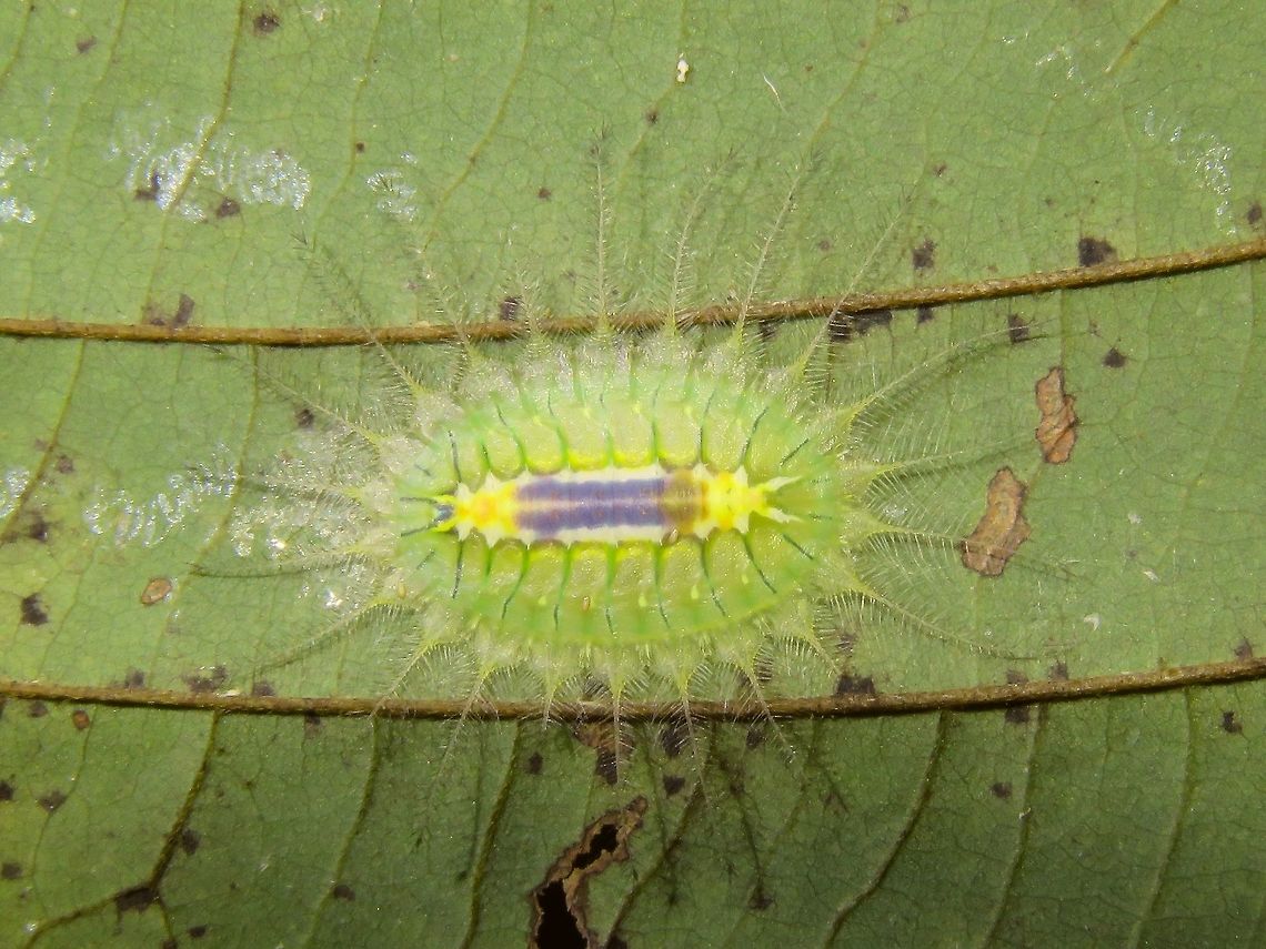 Caterpillar of Stinging Nettle Slug The Stinging Nettle Slug Caterpillar has interesting spines and usually very colourful, most likely to warn possible predator that they can pack a punch. The sting of their spines can be very painful! Caterpillar,Idonauton apicalis,Malaysia,Sarawak,Stinging Nettle Slug Caterpillar