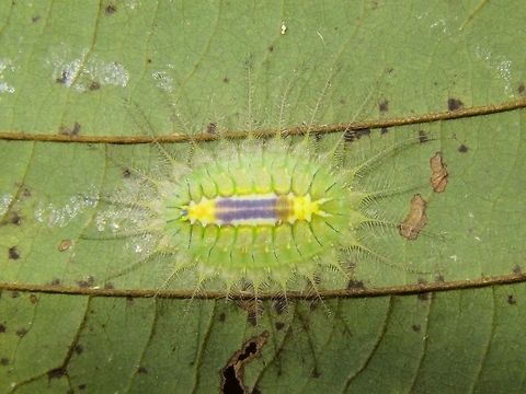 Caterpillar of Stinging Nettle Slug The Stinging Nettle Slug Caterpillar has interesting spines and usually very colourful, most likely to warn possible predator that they can pack a punch. The sting of their spines can be very painful! Caterpillar,Idonauton apicalis,Malaysia,Sarawak,Stinging Nettle Slug Caterpillar