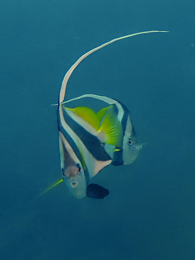 Bannerfish  Fish,Heniochus diphreutes,Malapascua,Philippines,Schooling bannerfish