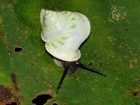 Snail - Leptopoma undatum Small sized Snail with white/green shell and black eyestalks.                                Leptopoma undatum,Malaysia,Sarawak,Snail