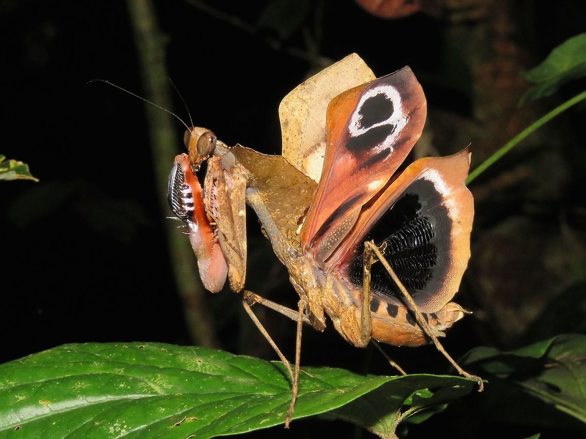 Defensive posture - female Female Dead Leaf Mantis - Deroplatys desiccate in defensive posture. Dead Leaf Mantis,Deroplatys desiccata,Malaysia,Malaysian Dead Leaf Mantis,Mantis,Sarawak