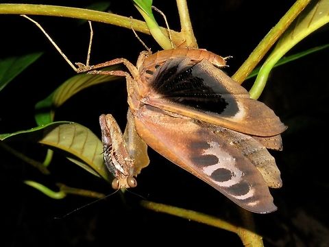 Defensive posture - Male Defensive posture of a male Dead Leaf Mantis - Deroplatys desiccata Dead Leaf Mantis,Deroplatys desiccata,Malaysia,Malaysian Dead Leaf Mantis,Mantis,Sarawak