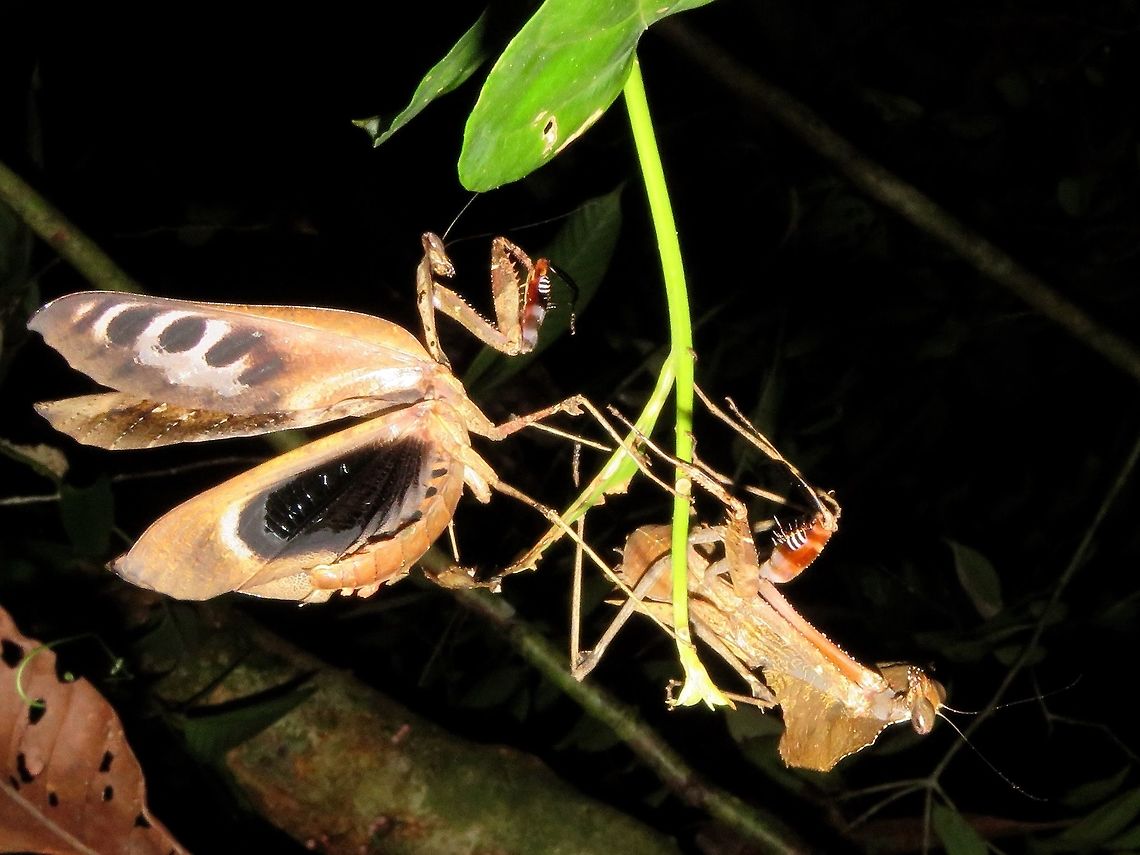 Dead Leaf Couple A pair of Dead Leaf Mantis, with the male in defensive posture. Dead Leaf Mantis,Deroplatys desiccata,Malaysia,Malaysian Dead Leaf Mantis,Mantis,Sarawak