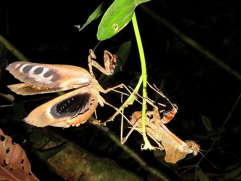 Dead Leaf Couple A pair of Dead Leaf Mantis, with the male in defensive posture. Dead Leaf Mantis,Deroplatys desiccata,Malaysia,Malaysian Dead Leaf Mantis,Mantis,Sarawak