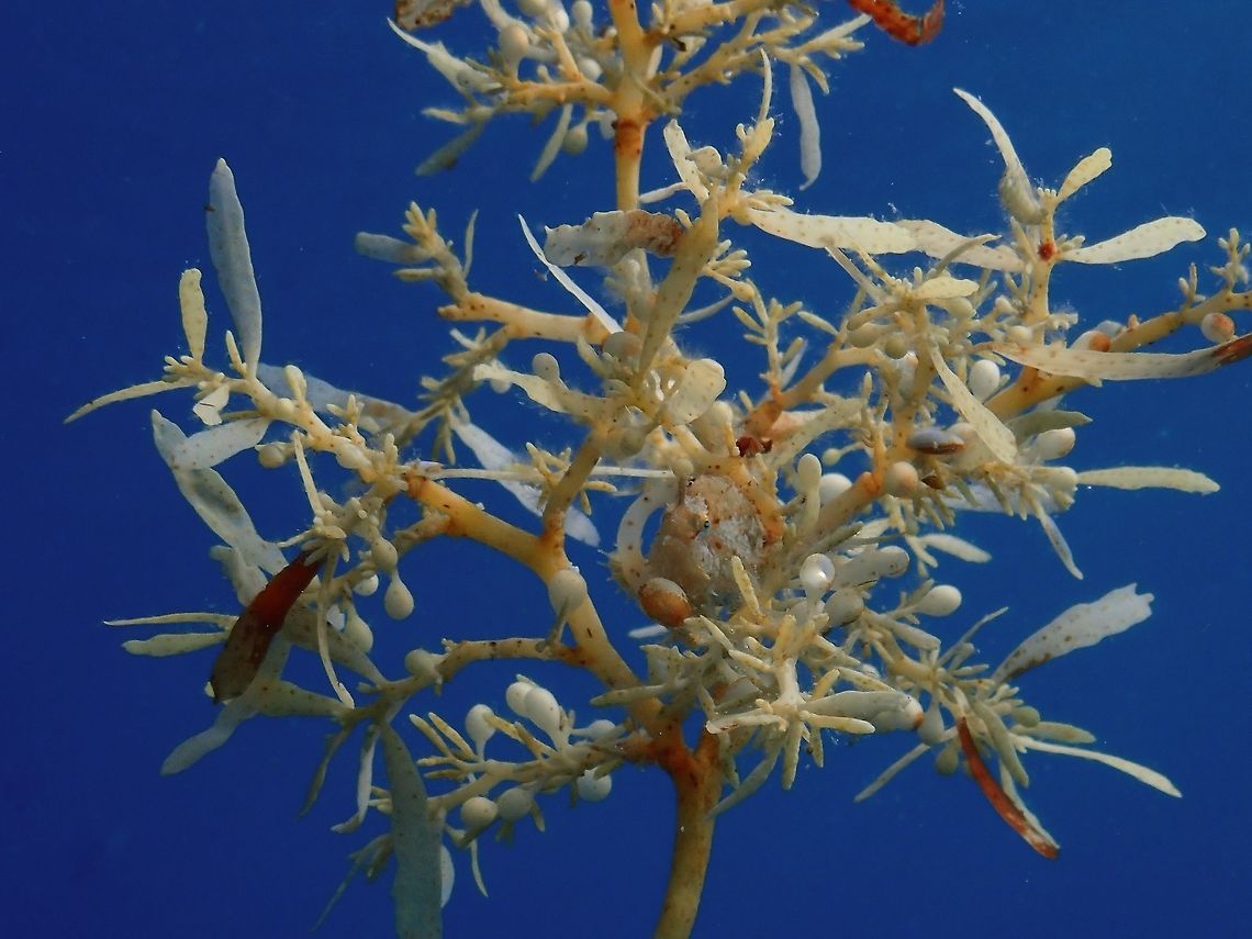 Sargassum Weeds, can you see me? Sargassum weeds/algae can grow up to several meters length.  They are generally brown, yellow or green in colour combination.  This species has berry-like gas filled bladders which help keep the fronds afloat to promote photosynthesis. Many have a rough sticky texture, which together with a robust but flexible body, helps it to withstand strong water currents.<br />
<br />
Sargassum weeds play host to variety of organism including juvenile fishes, shrimps, crabs and sometimes even seahorses.  Can you find something on the Sargassum weed? Malaysia,Sabah,Sargassum Algae,Sargassum pallidum,Satgassym weed,Sipadan