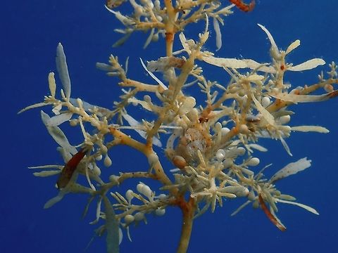 Sargassum Weeds, can you see me? Sargassum weeds/algae can grow up to several meters length.  They are generally brown, yellow or green in colour combination.  This species has berry-like gas filled bladders which help keep the fronds afloat to promote photosynthesis. Many have a rough sticky texture, which together with a robust but flexible body, helps it to withstand strong water currents.

Sargassum weeds play host to variety of organism including juvenile fishes, shrimps, crabs and sometimes even seahorses.  Can you find something on the Sargassum weed? Malaysia,Sabah,Sargassum Algae,Sargassum pallidum,Satgassym weed,Sipadan