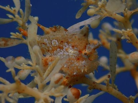 I'm a weed A juvenile Sargassum Frogfish, around 1 cm in size, well camouflaged among its host, Sargassum weeds. They are usually yellow/green/brown in colours, mottled with ability to change colours, especially dark/light shades quickly for perfect camouflage among Sargassum weeds. Fish,Frogfish,Histrio histrio,Mabul,Malaysia,Sabah,Sargassum Fish,Sargassum Frogfish,Sipadan