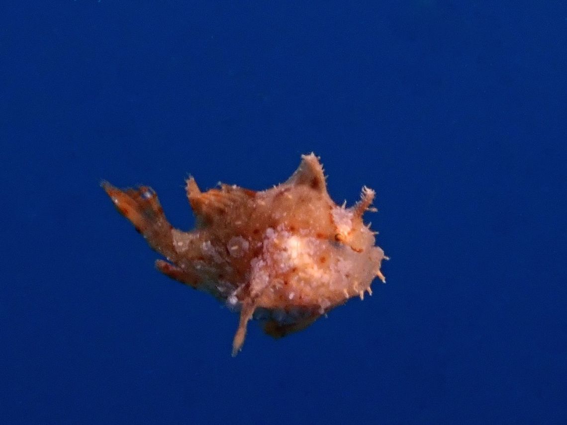 Free Swimming A juvenile Sargassum Frogfish - Histrio histrio Fish,Histrio histrio,Malaysia,Sabah,Sargassum Fish,Sargassum Frogfish,Sipadan