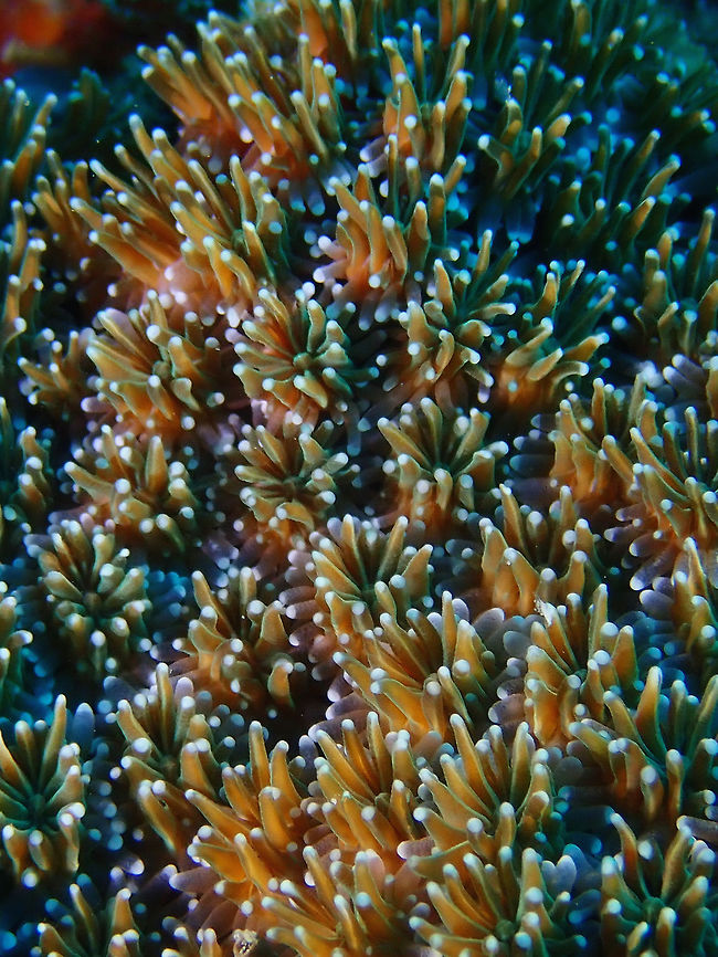 Stony Corals - Galaxea astreata Galaxea astreata is a cluster/colony of Stony corals, and like all corals, they are living animals. When not feeding, they retracted their polyps, showing themselves as hard stony corals. When they are feeding, they display their soft polyps, as shown in the picture with white spots at the end of the polyps/tentacles. Coral,Galaxea astreata,Mabul,Malaysia,Sabah,Stony Coral
