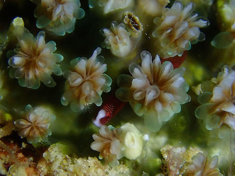 Can you see me? The Stony Coral - Galaxea astreata is a hard coral and occasionally, other Organism can be found living among them, for protection.  Can you spot this one? Coral,Galaxea astreata,Mabul,Malaysia,Sabah,Stony Coral