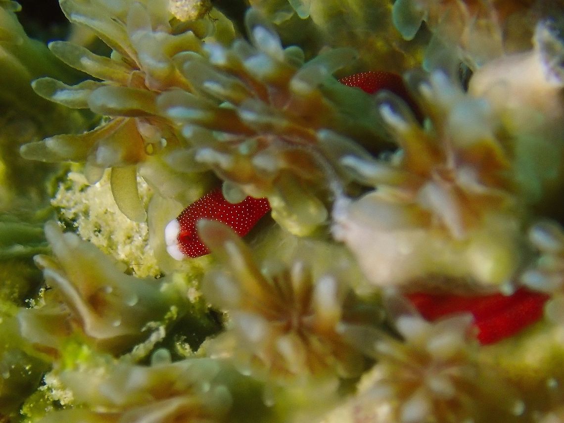 Pughead Pipefish Bulbonaricus brauni - Braun&#039;s Pughead Pipefish is a small sized Pipefish, like a toothpick with length of around 5 cm and body thickness/width of only 2-3 mm. They are dark red to brownish in colour with super tiny white spots that are not visible with the naked eyes. They have a white patch on the face, this is similar to the tip of the tentacle/polyps of the Galaxea stony corals that they lives in, giving them good camouflage. They are usually found in pairs and similar to Seahorses, they possibly pairs for life and if not disturbed, will spend their whole life in the same Galaxea sp coral host.<br />
<br />
This pipefish is very difficult to take good pictures of, especially with a Compact camera as not only are they very slender in size (body width of around 2-3 mm), but they also lives in between the crevices of Galaxea stony corals of around 3-4 mm space. This corals have translucent tentacles/polyps, which not only the Pipefishes camouflaged well with, but also covers them from direct views. Braun's Pughead Pipefish,Bulbonaricus brauni,Fish,Mabul,Malaysia,Pipefish,Pugface,Pughead,Pughead Pipefish,Sabah