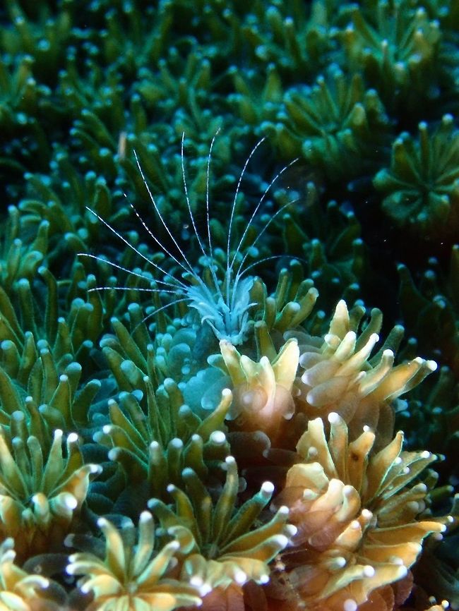Nobia grandis - Coral Dwelling Barnacle  Barnacle,Coral Dwelling Barnacle,Mabul,Malaysia,Nobia grandis,Sabah