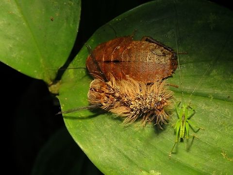 Three is a Company A Cockcroach nymph, a Caterpillar and a Katydid nymph sharing a leaf for rest. Malaysia,Sabah