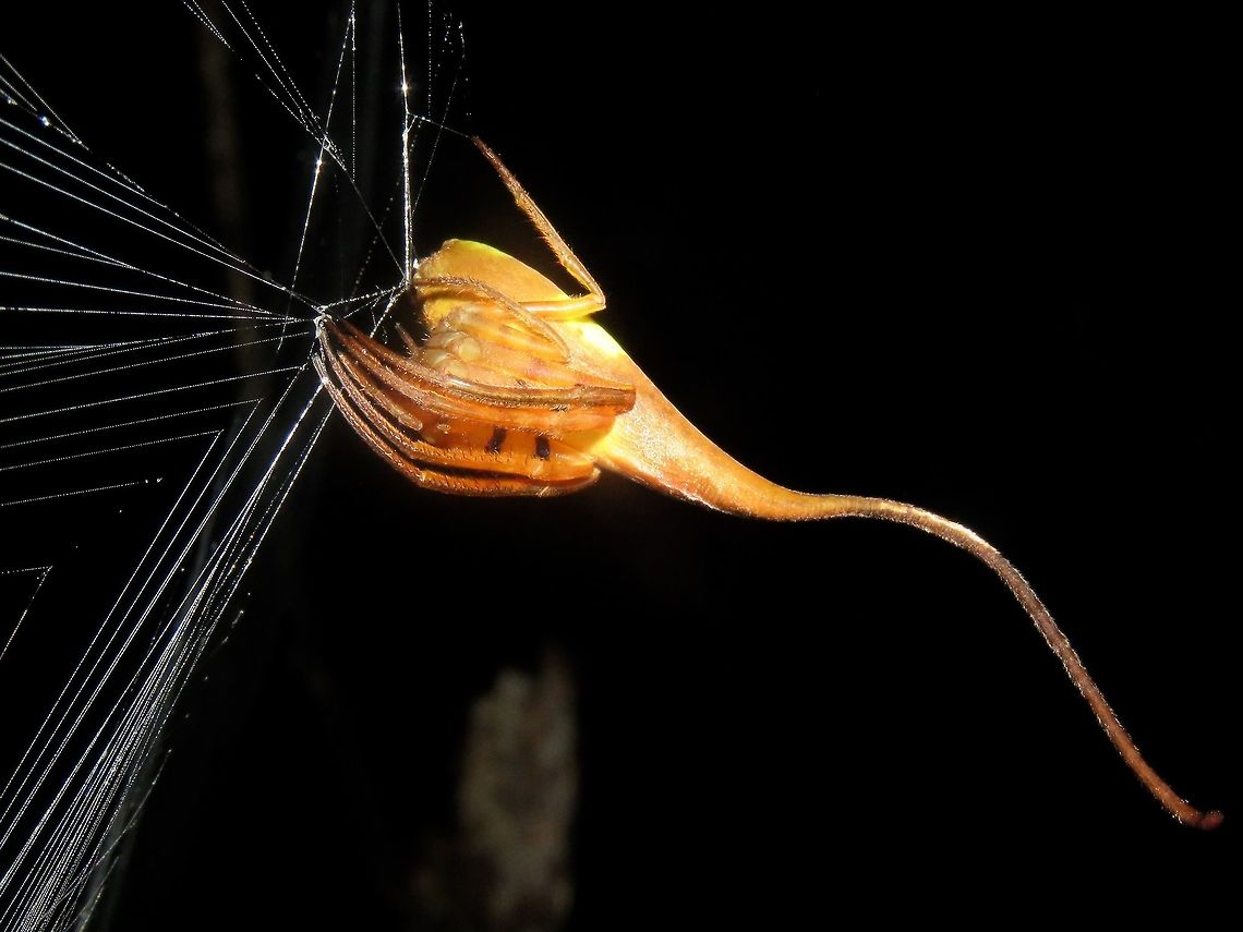 Rolled-Leaf Spider - Poltys idae Quite a large sized Spider with a distinctive long tail. Body is mostly brown in colour with patches of yellow on the abdomen and black spots/bands on the legs. This one was seen along a wide trail and was busy constructing a huge web, at least 1 meter wide. Kubah,Malaysia,Poltys,Poltys idae,Poltys sp,Rolled-Leaf Spider,Sarawak,Spider